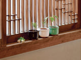 HACO MAME日式陶瓷小盆栽系列