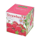 士多啤梨盒子 Strawberry Bloom pink flowers GD-796